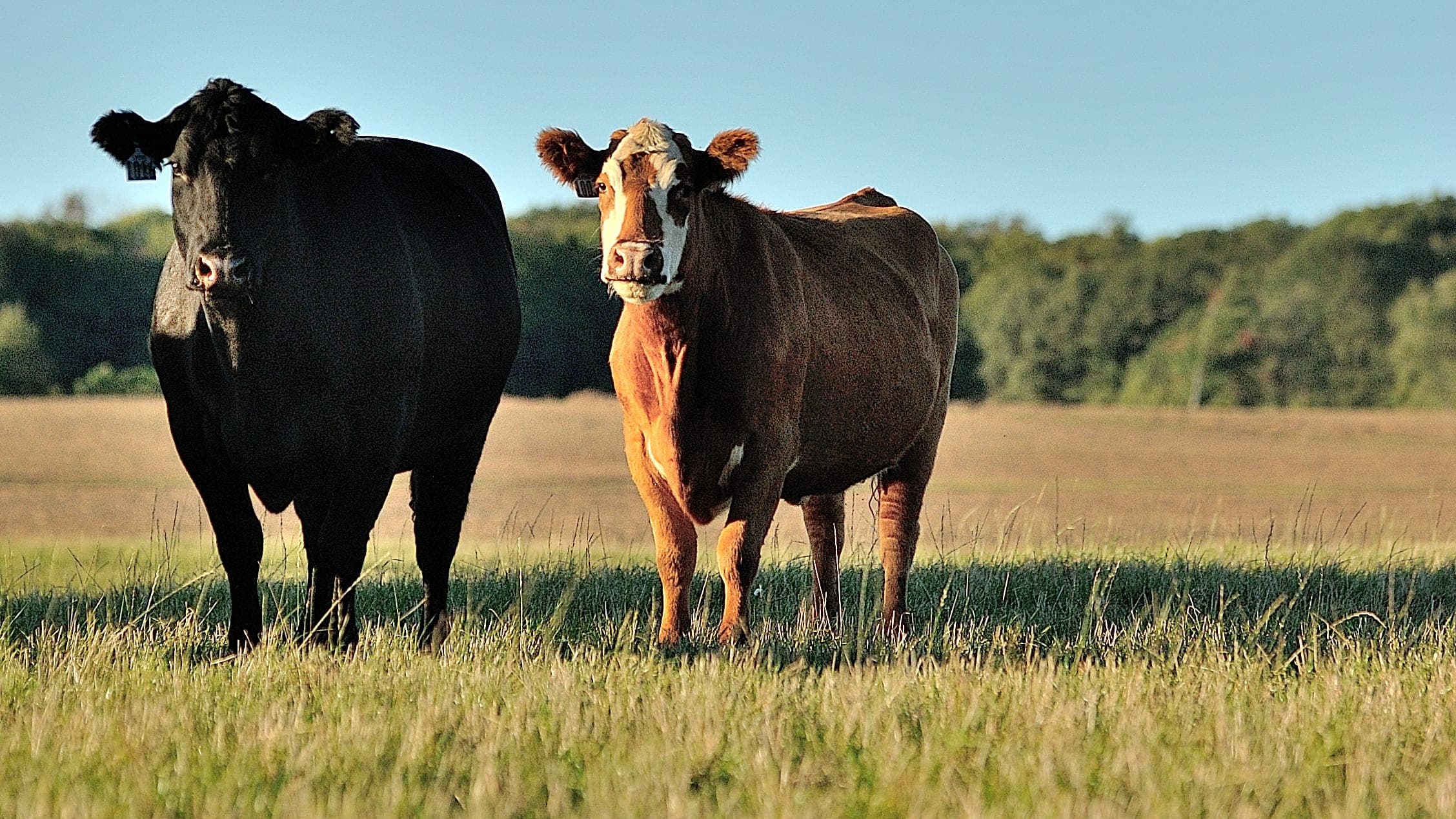 A red and a black Angus cow on golden-hour pasture at 1876 Heritage Farms