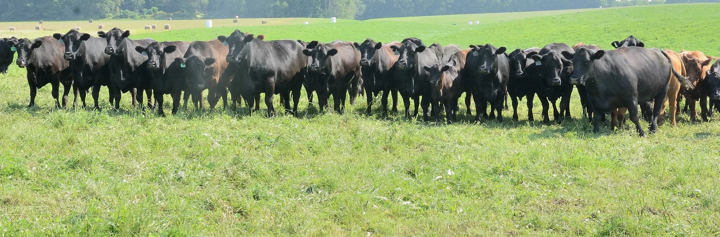 Black Angus cattle grazing in front of hay bales at 1876 Heritage Farms